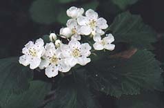 Crataegus douglasii 