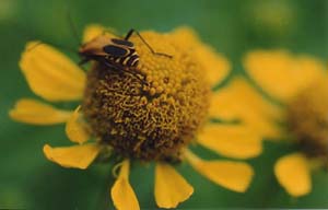 Helenium autumnale 