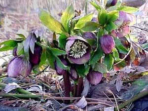 Helleborus hybridus syn. Orientalis (species)