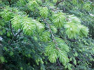 Tsuga canadensis 