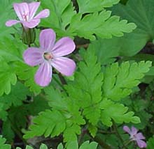 Geranium robertianum 