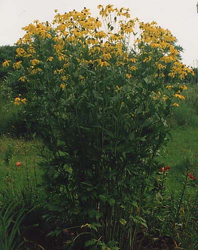 Rudbeckia nitida 'Herbstonne'