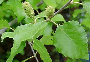 Betula nigra 'Heritage'