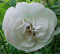 Rosa 'Heritage'