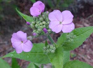 Hesperis matronalis 