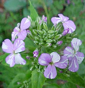 Hesperis matronalis 