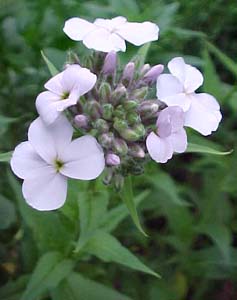 Hesperis matronalis 