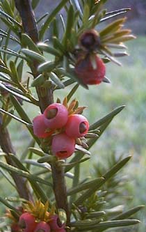 Taxus X media 'Hickii'