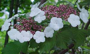 Viburnum opulous 