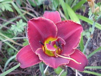 Hemerocallis 'Highland Lord'