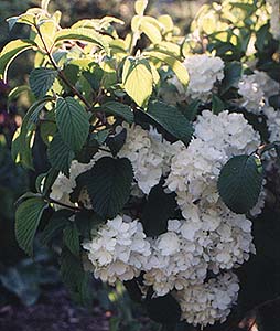 Viburnum latanoides syn. Alnifolium 