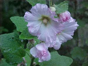 Alcea rosea Seedlings