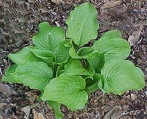 Hosta 'Honeybells'