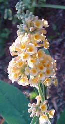 Buddlea weyeriana 'Honeycomb'