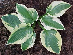 Hosta 'Honeysong'