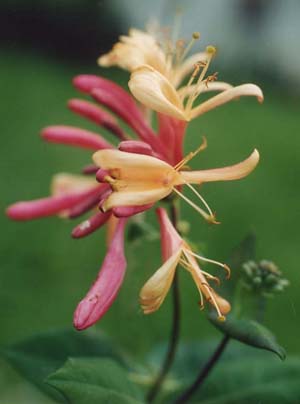 Lonicera 'Goldflame'