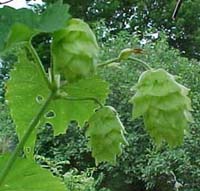 Humulus lupulus 'Cascade'