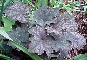 Heuchera americana 'Montrose Ruby'