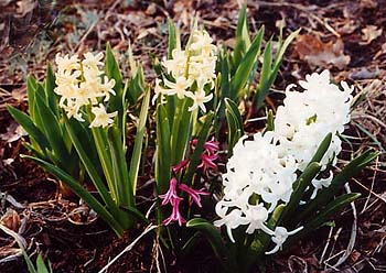 Hyacintha 