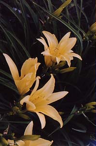 Hemerocallis 'Hyperion'