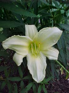 Hemerocallis 'Ice Carnival'