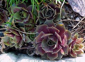 Sempervivium 'Imperial'