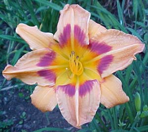 Hemerocallis 'Indian Sky'