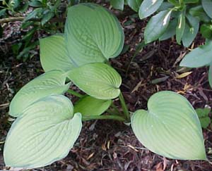 Hosta 'Inniswood'