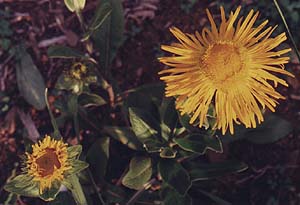 Inula royleana 