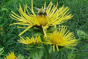 Inula royleana 