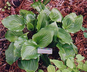 Hosta 'Invincible'