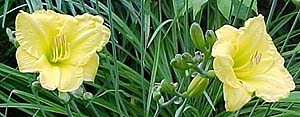 Hemerocallis 'Irish Elf'