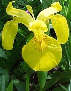 Iris pseudacorus 