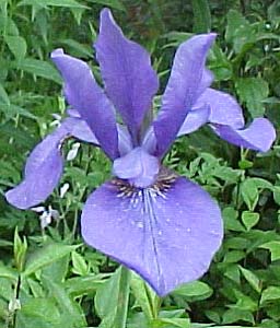 Iris siberica 'Persimmon'