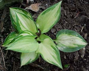 Hosta 'Island Charm'