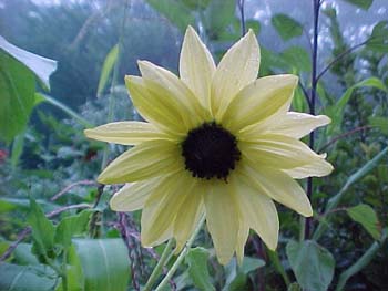 Helianthus annus 'Italian White'