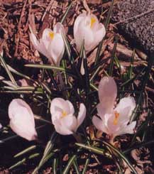 Crocus 'Jeanne d'Arc'