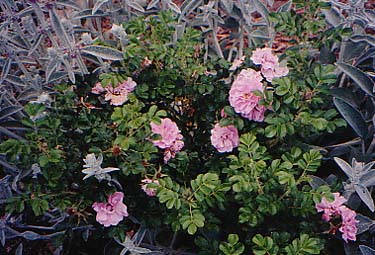 Rosa rugosa 'Jens Munk'