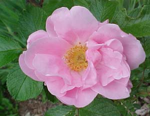 Rosa rugosa 'Jens Munk'