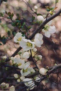 Chaenomeles speciosa 'Jet Trails'