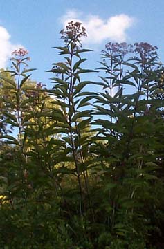 Eupatorium fistulosum 