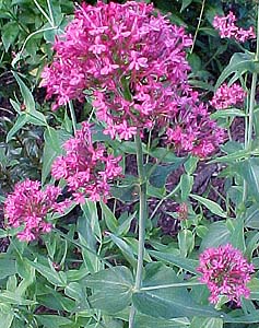 Centranthus ruber 