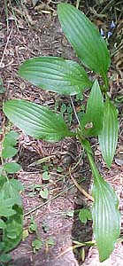 Hosta 'Kabitan'