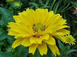 Heliopsis 'Karat'