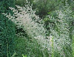 Calamagrostis acutiflora 'Karl Foerster'