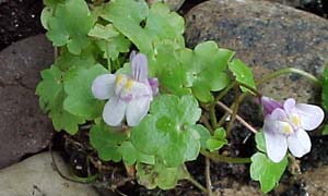 Cymbalaria muralis 