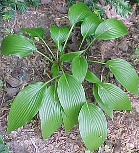 Hosta 'Kikutti'