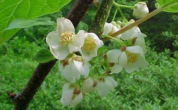 Actinidia arguta syn. kolomikta (species)