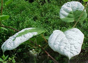 Actinidia arguta syn. kolomikta (species)