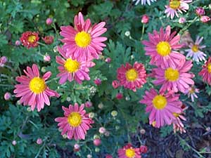 Dendranthemum syn Chrysanthemum Sport of 'Single Korean'